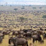Great Migration in Kenya
