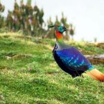 Rare birds in Nepal